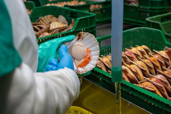 水産加工工場でホタテを手に持つ、ゴム手袋をはめた作業員