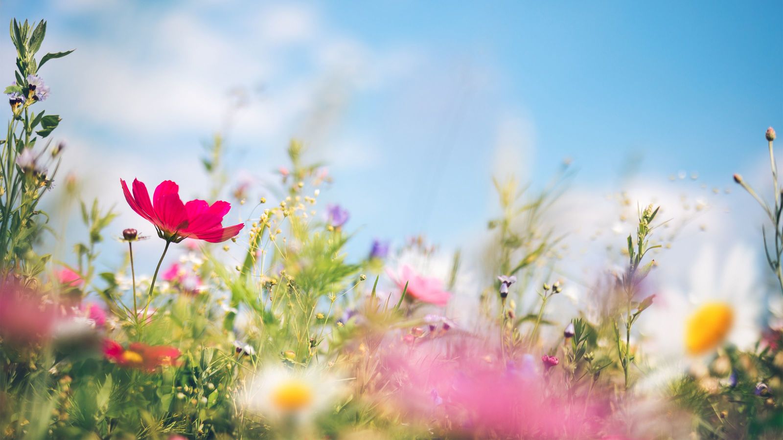 ｢"世界に一つだけの花"というウソ｣夢をあきらめる人生のほうが絶対に幸せだ 大半は｢凡人｣として一生を終える