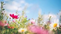 ｢"世界に一つだけの花"というウソ｣夢をあきらめる人生のほうが絶対に幸せだ