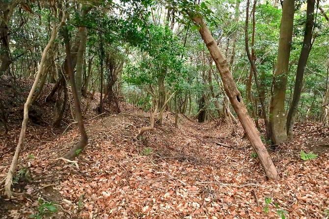 駐車場すぐ北斜面の畝城竪堀。とにかく規模が大きい
