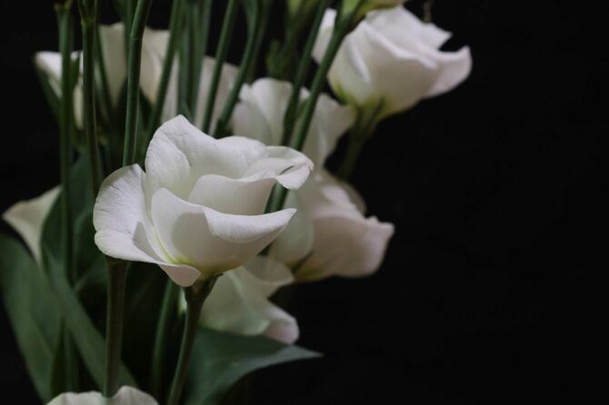 黒い背景のリシアンサスの花束