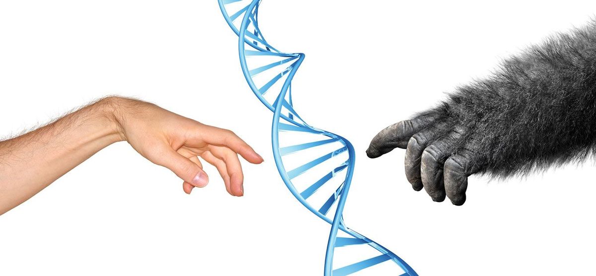 ヒトの手とサルの手の間にあるDNAらせん構造