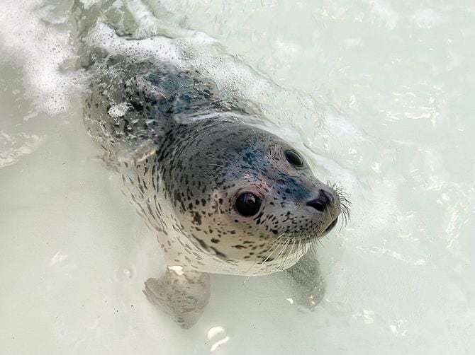 水入れ中の保護アザラシ