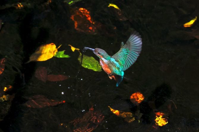 カワセミ（写真＝筆者撮影、出所＝『カワセミ都市トーキョー』より）