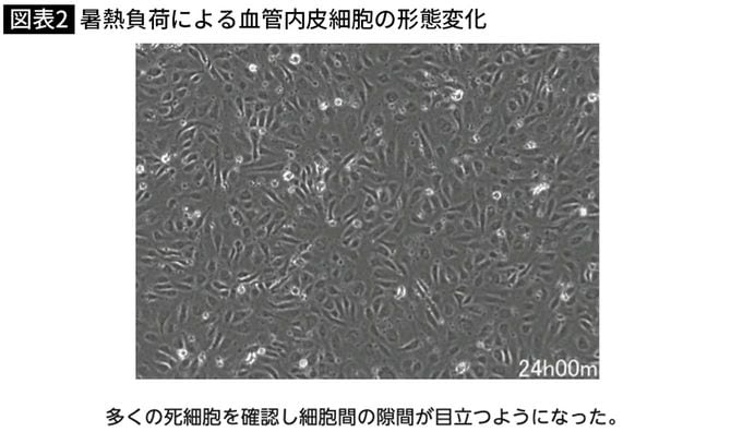 【図表】暑熱負荷による血管内皮細胞の形態変化