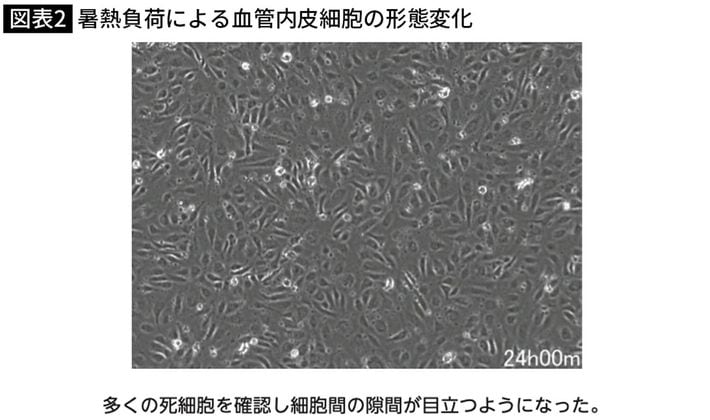 出典＝『<a href="https://www.amazon.co.jp/exec/obidos/ASIN/4833426099/presidentjp-22" target="_blank">血管細胞を強くすれば熱中症は予防できる 熱中症やヒートショックに強い身体に変える3つの成分</a>』（プレジデント社）