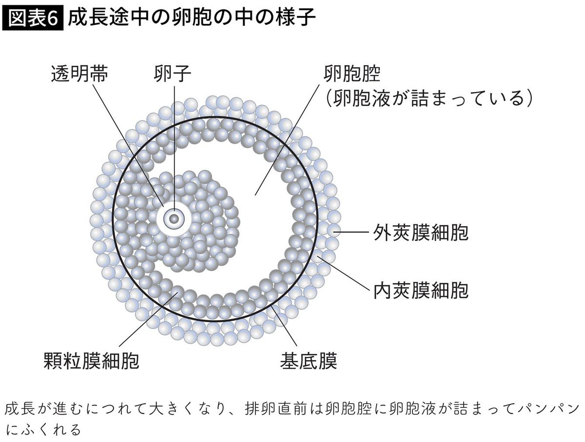 【図表】成長途中の卵胞の中の様子