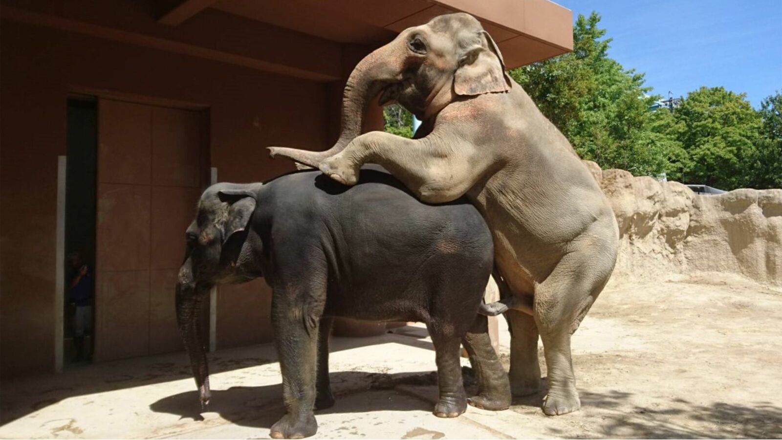 このままでは動物園でゾウを見られなくなる…発情期が年3､4回で不妊が多いゾウを繁殖させる難しさ 妊娠期間は哺乳類で最長の約2年間