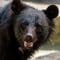 犯人はクマ以外の人喰い生物だった…東京･奥多摩で発見された｢頭と手足がむしり取られた変死体｣の謎を解く