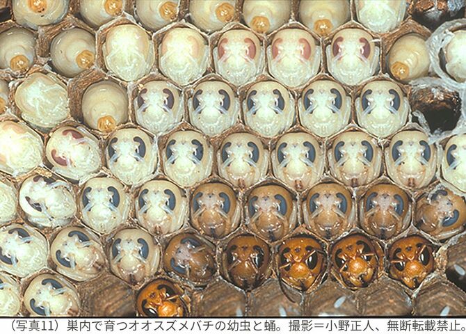 （写真11）巣内で育つオオスズメバチの幼虫と蛹。撮影＝小野正人、無断転載禁止。