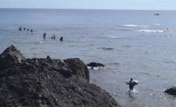久米島で、潮が引いたタイミングを狙い、浅瀬を伝って寄主植物を持ち帰る防疫チーム