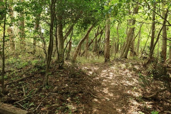 岩崎山砦の主要部