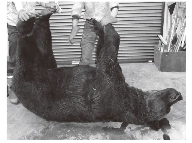 筆者が射殺対応したオスのヒグマ。345キログラム