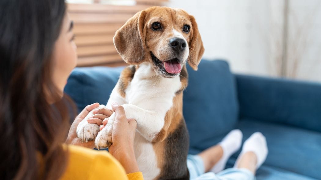 ペットに"結婚と同等"の幸福度上昇効果あり…最新研究で金額換算してわかった"年収1300万円相当"の価値 家族や友人と定期的に交流するのと同じくらい幸福度を高める