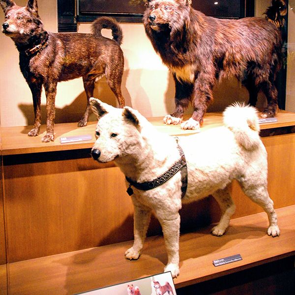 3月8日が命日 忠犬ハチ公 に世界の人が泣いてしまうワケ 胃に焼き鳥の串 心臓と肺にガン President Online プレジデントオンライン 3月8日が命日 忠犬ハチ公 に世界の人が泣いてしまうワケ 胃に焼き鳥の串 心臓と肺にガン President Online プレジデントオンライン