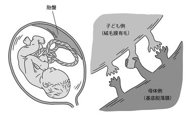 人間はなぜ難産になりやすいのか…胎盤と胎児の結びつきが最も密であるがゆえに背負った出産リスク 毎月メスに月経があるのは人間くらい (2ページ目) |  PRESIDENT Online（プレジデントオンライン）