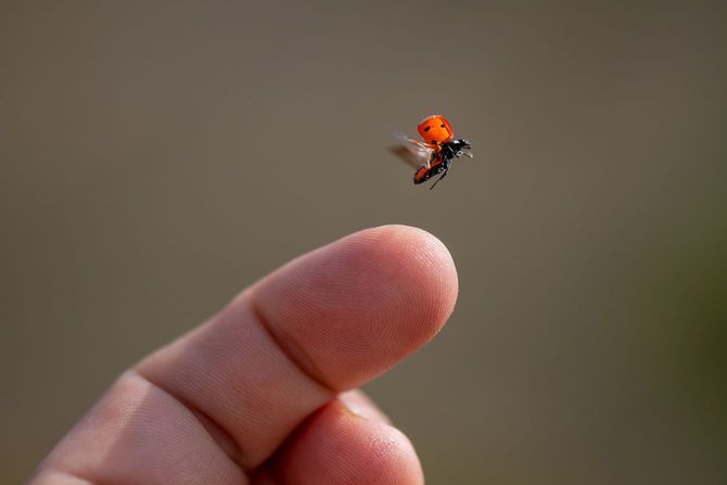 指から飛んでくる昆虫