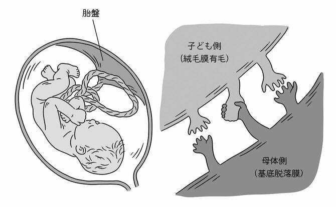 出典＝『クジラの歌を聴け』、イラスト＝芦野公平