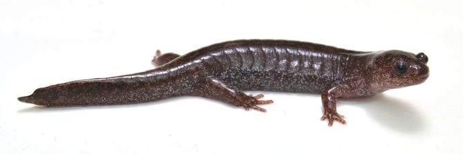 トウキョウサンショウウオ(おとな)