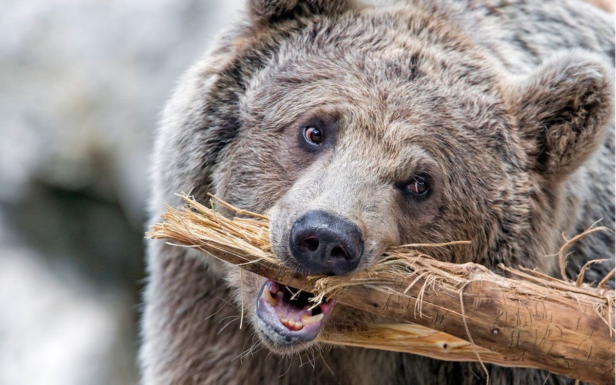 ヒグマの胃から見つかったのは｢9キロの人肉と骨｣…ベテラン釣り人の遺体が物語る｢ヒグマの恐るべき残虐性｣ | PRESIDENT  Online（プレジデントオンライン）