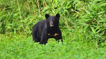 胃袋からは人間の髪の毛や耳が…4人死亡､4人重軽傷｢本州最悪の殺人熊｣はなぜ人を襲ったのか【クマ問題3選】