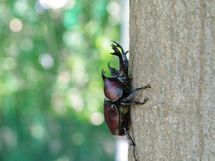 夏休みの宿題は、親子で楽しく「ネット」を活用！