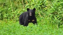 胃袋からは人間の髪の毛や耳が…4人死亡､4人重軽傷｢本州最悪の殺人熊｣はなぜ人を襲ったのか【2022下半期BEST5】