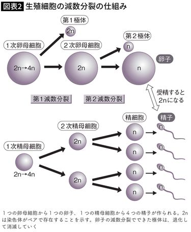 卵子学 ES細胞よりもヒトの受精卵に近い段階の初期胚様細胞を効率よく