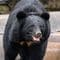 たった一撃で鼻が吹き飛ばされる…クマ外傷を診続けた秋田大救急医が｢遭遇したらこうして｣と勧める防御姿勢