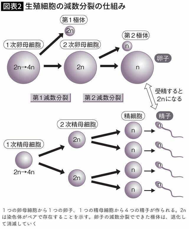 【図表】生殖細胞の減数分裂の仕組み