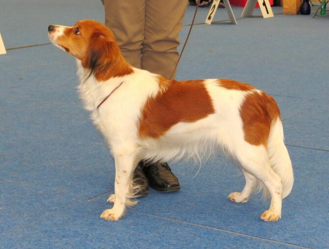 大谷選手の愛犬と同じオランダ原産の狩猟犬種、コーイケルホンディエ
