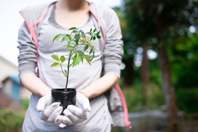トマトの苗を植える女性