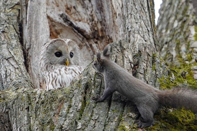 2025佳作「邂逅〜鎮守の森の物語」佐々木康人さん