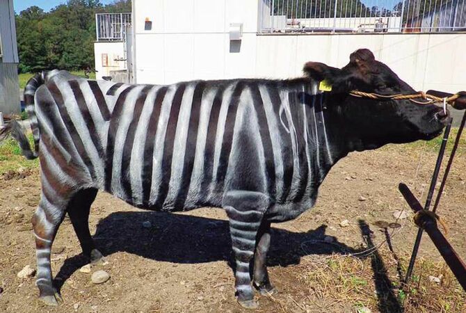 白い塗料で縦シマを描くことで吸血昆虫の飛来の減少が確認できた「シマウシ」。