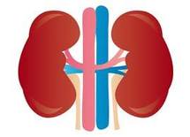 【慢性腎不全】生活が不規則な人はeGFR測定を