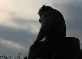 4年以上絶食しても 死なない生き物とは President Online プレジデントオンライン