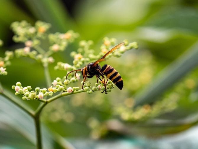花にとまるスズメバチ