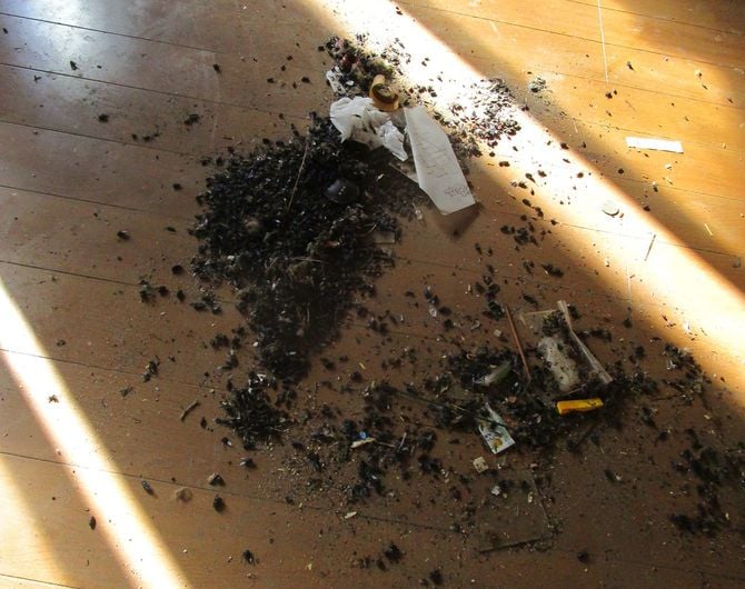 室内の至るところにおびただしい数のハエの死骸があった。