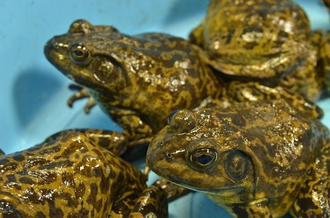 侵略的外来種のウシガエル