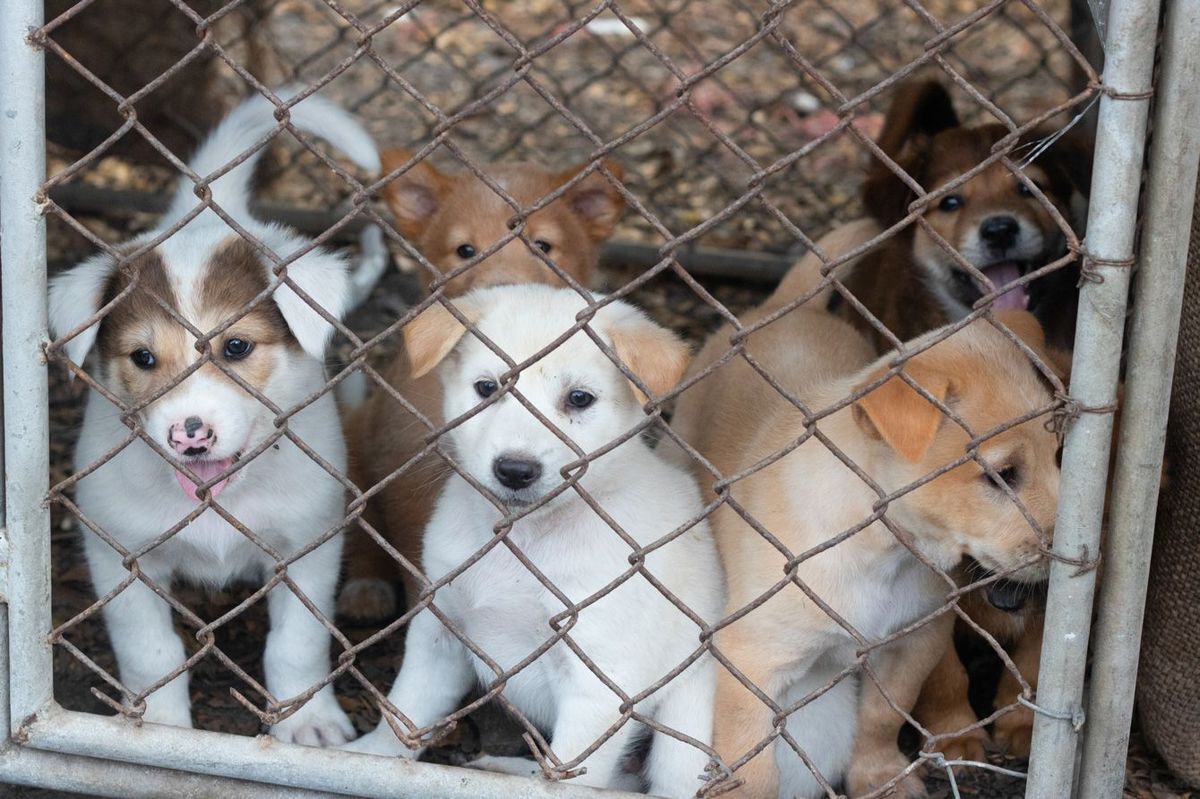 檻の中の多くの子犬