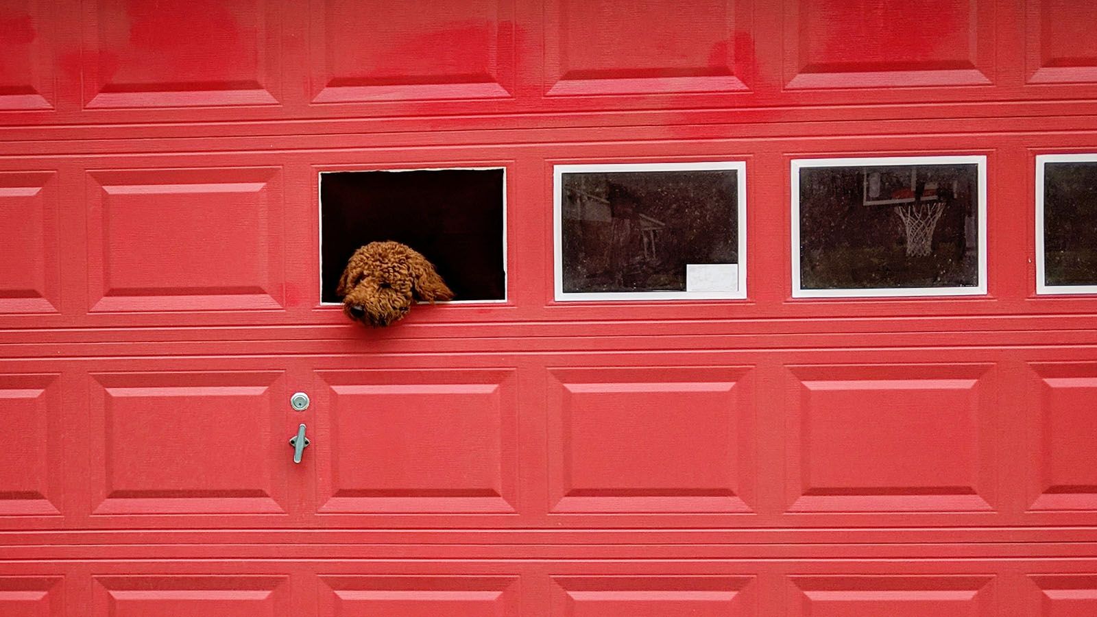 ｢オーライ､オーライ…OK!｣完璧に駐車を誘導する｢犬｣が大人気に