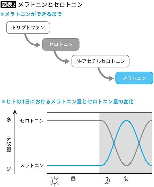 【図表2】メラトニンとセロトニン