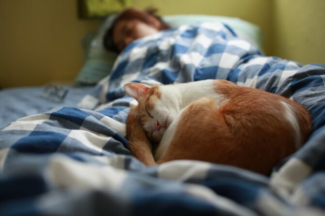 眠っている猫と人