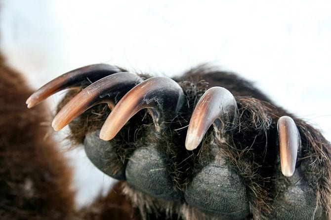 クマの爪