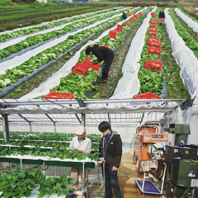 起業したころの野秋さん。写真上がレタス、写真下がイチゴ生産を経験したときのもの。