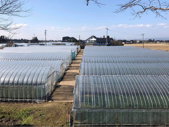 葉っぴーFarmのビニールハウス