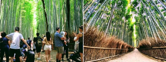 竹林の小径(2018年夏)と現在(2020年2月)