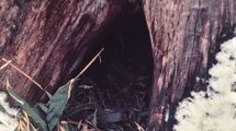 "ヒグマの冬支度"を初めて記録…ナタ1本で極寒の山に入った研究者が､命懸けでのぞき込んだ"冬眠穴"の中身