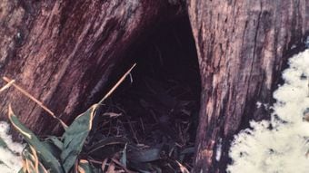 "ヒグマの冬支度"を初めて記録…ナタ1本で極寒の山に入った研究者が､命懸けでのぞき込んだ"冬眠穴"の中身