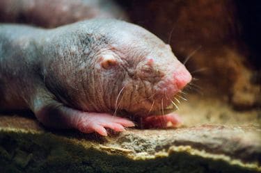 なぜハダカデバネズミは老化せず､突然死ぬのか…生命科学者が発見した